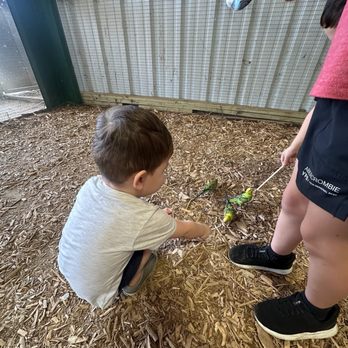 Aggieland Safari - Feeding parakeets! - Zoos Near Me - Bryan, Texas