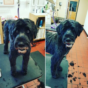 Good Vibes Grooming - Pet Groomers Near Me - Denver, Colorado Good Vibes Grooming - Pet Groomers Near Me - Denver, Colorado