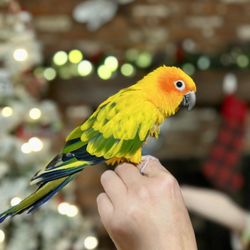 Coastal Creature Care