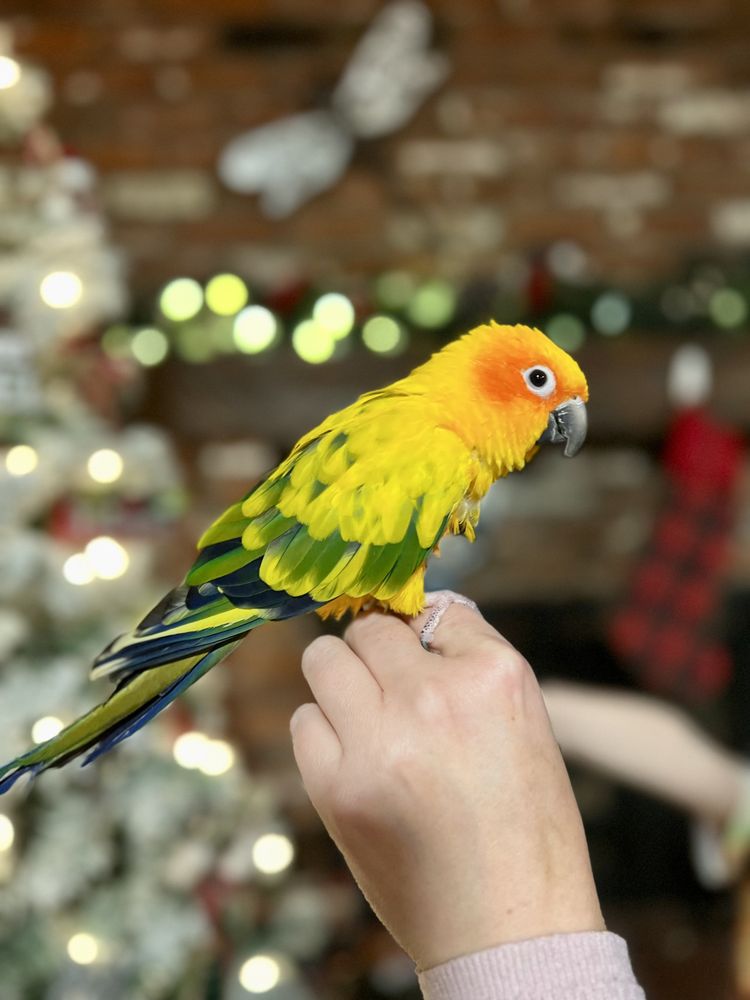 Coastal Creature Care Image