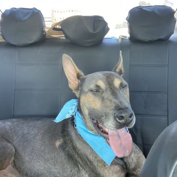 Bitches N Bubbles - Happy boy after a nice bath. - Pet Groomers Near Me - Long Beach, California Bitches N Bubbles - Happy boy after a nice bath. - Pet Groomers Near Me - Long Beach, California