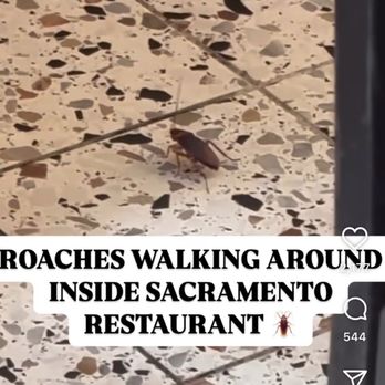 Kitchen 15 - Instagram video evidence of roach - Breakfast & Brunch Near Me - Sacramento, California