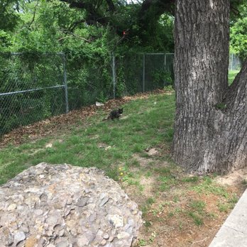 Pecan Bayou - Another pic of a local sweet pocket panther! - Hiking Near Me - Early, Texas