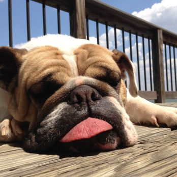 Westlake Animal Hospital, A Thrive Pet Healthcare Partner - Veterinarians Near Me - Austin, Texas Westlake Animal Hospital, A Thrive Pet Healthcare Partner - Veterinarians Near Me - Austin, Texas