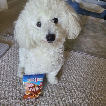 Supreme Pawfection - Before grooming...still cute but he has mattes and his fur is definitely too thick & hot for summer - Pet Groomers Near Me