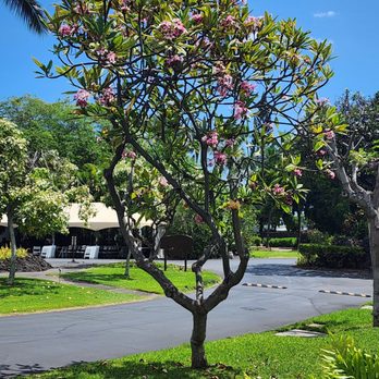 M A N A Loa Farms - Excavation Services Near Me - Hilo, Hawaii M A N A Loa Farms - Excavation Services Near Me - Hilo, Hawaii