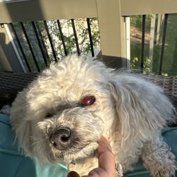 Animal Eye Care Center - My poor little dogs blind eye.