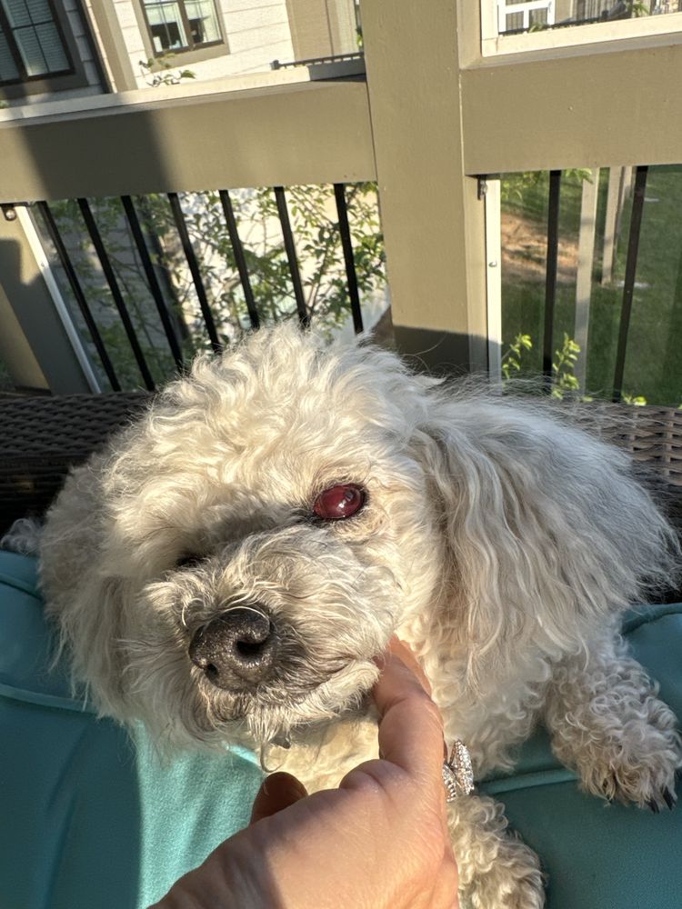 ANIMAL EYE CARE CENTER Updated September 2024 20 Reviews 9043