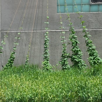 Coors - Hops outside of tour building. - Beer Tours Near Me - Golden, Colorado Coors - Hops outside of tour building. - Beer Tours Near Me - Golden, Colorado