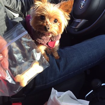 Chick-fil-A - A doggy treat for me? Yes, please! - Fast Food Near Me - Charlotte, North Carolina Chick-fil-A - A doggy treat for me? Yes, please! - Fast Food Near Me - Charlotte, North Carolina