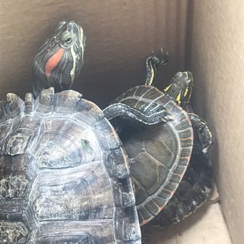 Keller Farms - Turtle tower! - Pet Stores Near Me - Haltom City, Texas
