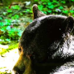 Salato Wildlife Center
