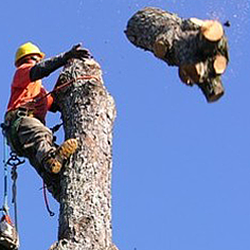 LB Tree Service