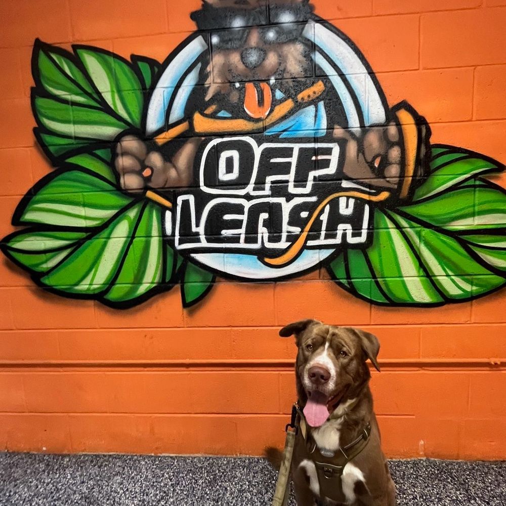 Off Leash K9 Training - Oliver Moons first Day of his 2 week board and train... - Pet Training Near Me - Honolulu, Hawaii Off Leash K9 Training - Oliver Moons first Day of his 2 week board and train... - Pet Training Near Me - Honolulu, Hawaii