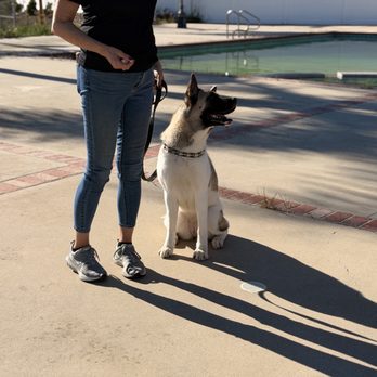 Bar K9 Dog Training - Pet Training Near Me Bar K9 Dog Training - Pet Training Near Me