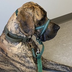 Millcreek Animal Hospital - Silas waiting patiently to see Dr. Brandon for his pre-op appointment
