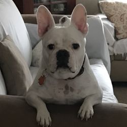Apponaug Animal Hospital - Blake