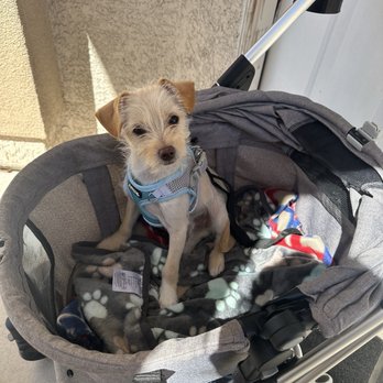 Path to Furever Home - Animal Shelters Near Me Path to Furever Home - Animal Shelters Near Me