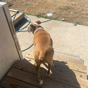 I&L Pet Sitting Service - Pet Sitting Near Me I&L Pet Sitting Service - Pet Sitting Near Me