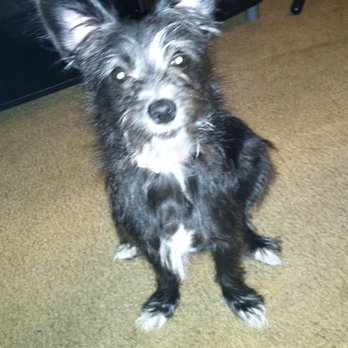 Groomingdales - My Lil Lola - Pet Groomers Near Me - Hawthorne, California