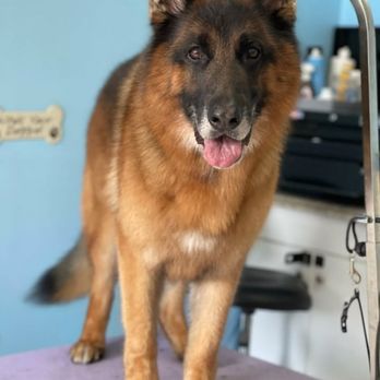 Planet Groom - Pet Groomers Near Me - Pawling, New York Planet Groom - Pet Groomers Near Me - Pawling, New York
