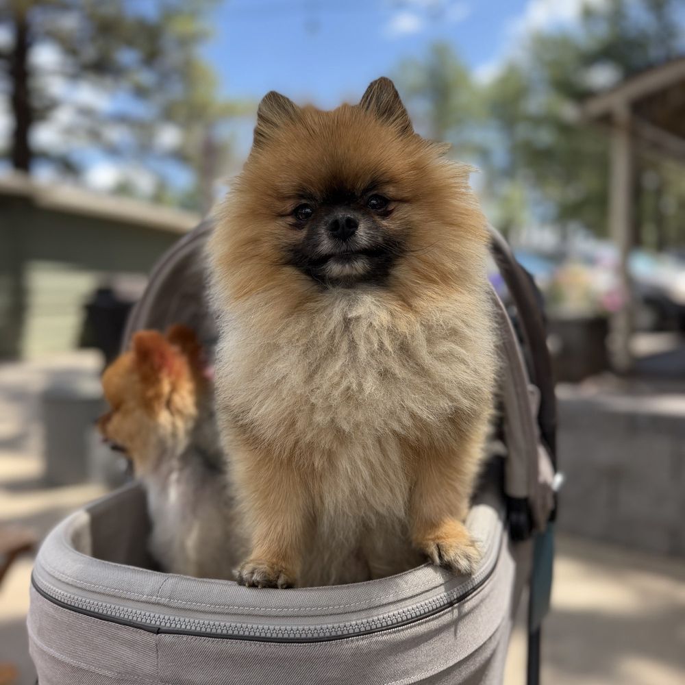 Woody Mountain Campground - Campgrounds Near Me - Flagstaff, Arizona Woody Mountain Campground - Campgrounds Near Me - Flagstaff, Arizona