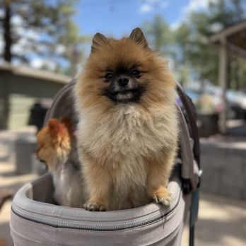 Woody Mountain Campground - Campgrounds Near Me - Flagstaff, Arizona Woody Mountain Campground - Campgrounds Near Me - Flagstaff, Arizona