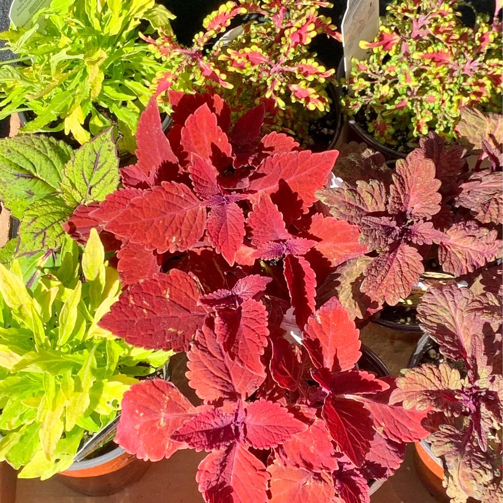 Western Garden Nursery - I found so many different colored Coleus! - Nurseries & Gardening Near Me - Pleasanton, California Western Garden Nursery - I found so many different colored Coleus! - Nurseries & Gardening Near Me - Pleasanton, California
