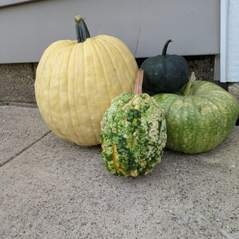 Oak Hill Tree Farm - Pumpkin Patches Near Me - Crawfordsville, Indiana Oak Hill Tree Farm - Pumpkin Patches Near Me - Crawfordsville, Indiana