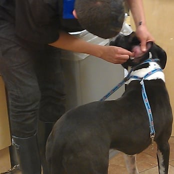 PetSmart - dog getting earmite treatment - Pet Stores Near Me - Milpitas, California PetSmart - dog getting earmite treatment - Pet Stores Near Me - Milpitas, California