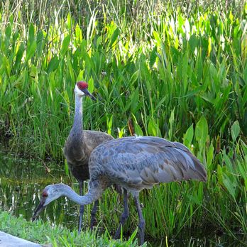 Halpatiokee Regional Park - Sarus Cranes by the park! - Hiking Near Me - Stuart, Florida