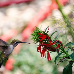 Nature By Design - Cardinal flower and hummingbird: Hummingbirds visit daily from May to Oct, but they especially love cardinal flowers in July/Aug