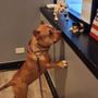 Photo of Yuppie Puppie