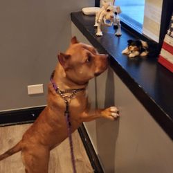 Yuppie Puppie