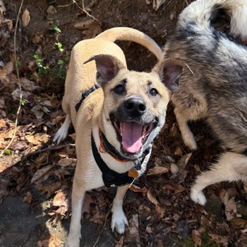 Pup Park Shuttle - Happiest Isla :) - Dog Parks Near Me - Raleigh, North Carolina