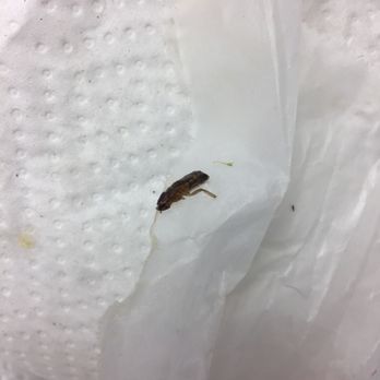 Golden Temple - Bug in food!!! - Japanese Near Me - Syosset, New York