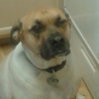 Halee's Puppy Love - Different view of my dog after coming home from this TERRIBLE PLACE! DO NOT TAKE YOUR DOG HERE! - Pet Groomers Near Me - Centennial, Colorado