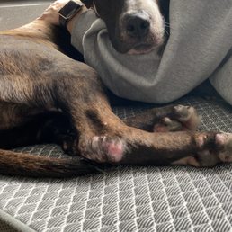 Charlotte is ready to feel better! Our dog with her skin issue.