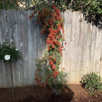 New Image Landscaping - Specially selected plants. - Landscaping Near Me