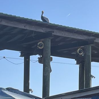 Bubba Gumbo's - Waiting pelican - Seafood Near Me - Tybee Island, Georgia Bubba Gumbo's - Waiting pelican - Seafood Near Me - Tybee Island, Georgia