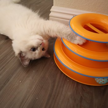 Simply Whiskers - I love my kitty visits! - Dog Walkers Near Me Simply Whiskers - I love my kitty visits! - Dog Walkers Near Me