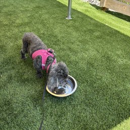 Dog friendly patio
