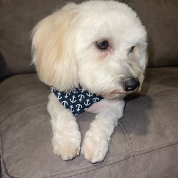 Sirias Pet Spa - Versace / Teddy Bear Haircut - Pet Groomers Near Me Sirias Pet Spa - Versace / Teddy Bear Haircut - Pet Groomers Near Me