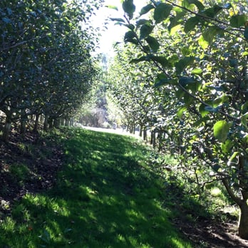 Clearview Orchards - More of the orchard - Farmers Market Near Me - Watsonville, California
