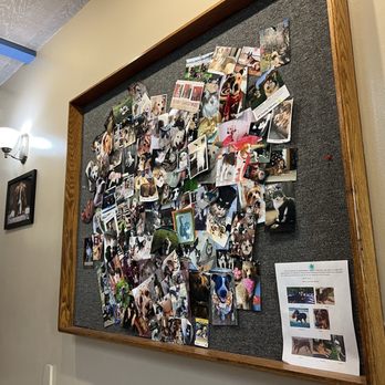 Central Veterinary Hospital - Veterinarians Near Me - Fremont, California Central Veterinary Hospital - Veterinarians Near Me - Fremont, California