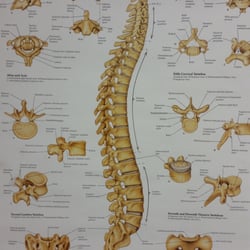 Orthopaedic Clinic of Central Florida