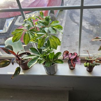 Jungle Box - Nurseries & Gardening Near Me - Phoenix, Arizona