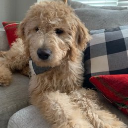 This is my 5 month doodle. He is a sweet boy. Carefree. Loving. This is my 5 month doodle. He is a sweet boy. Carefree. Loving.