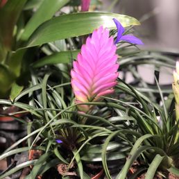Bromeliads