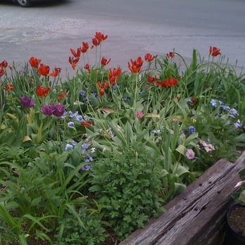 The Produce Place - a flower bed with tulips and other flowers - Grocery Near Me - Nashville, Tennessee The Produce Place - a flower bed with tulips and other flowers - Grocery Near Me - Nashville, Tennessee